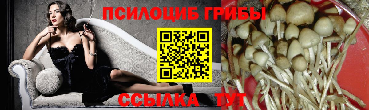 Псилоцибиновые грибы Cubensis Дагестанские Огни